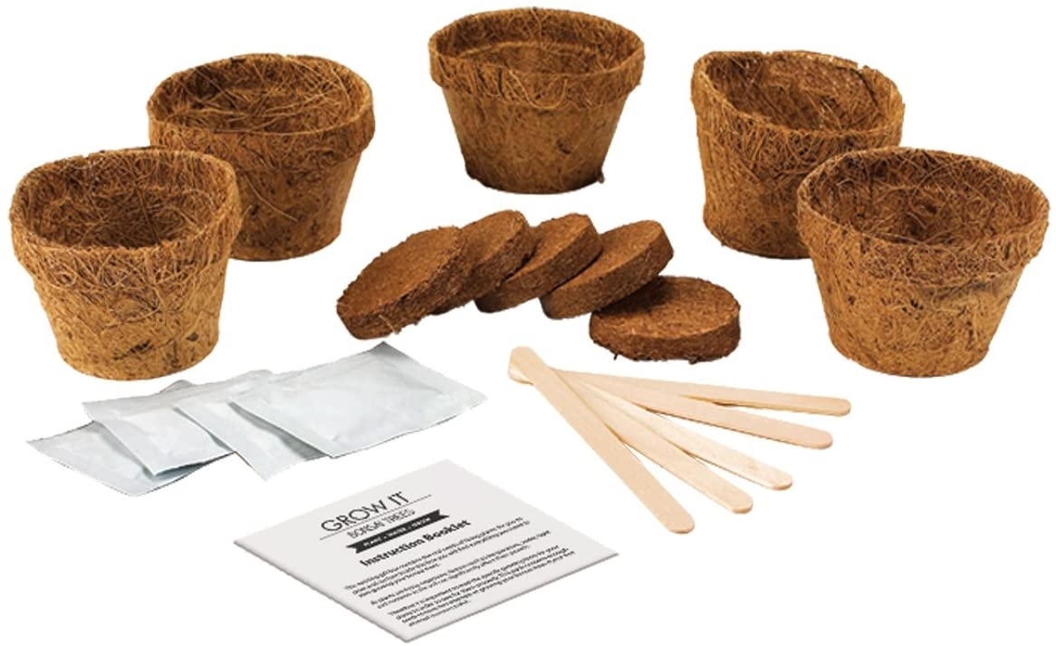 GROW IT -  Bonsai B�ume