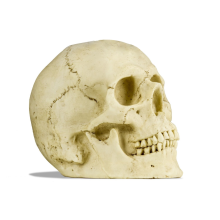 Deko Skull